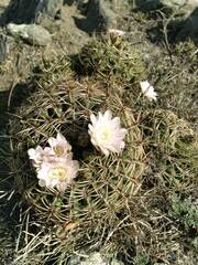 Gymnocalycium monvillei