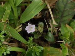 Strobilanthes reptans