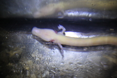 Proteus anguinus anguinus