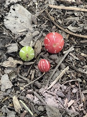 Diplocyclos palmatus