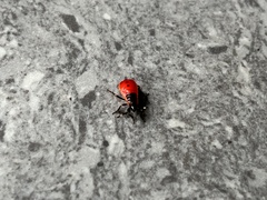 Macrocheraia grandis