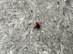 Macrocheraia grandis