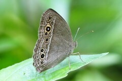 Mycalesis perseoides