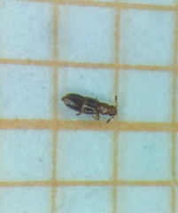 Euaesthetinae
