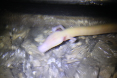 Proteus anguinus anguinus