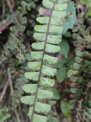 Adiantum malesianum