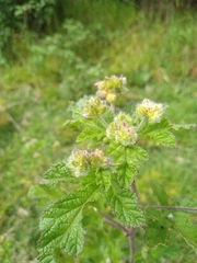 Fuertesimalva limensis
