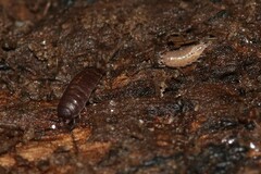 Trichoniscus pusillus