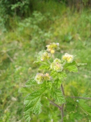 Fuertesimalva limensis