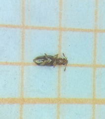 Euaesthetinae