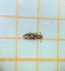 Euaesthetinae