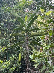 Atractocarpus