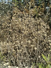 Achyrocline saturejoides