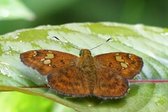 Pseudocoladenia dan