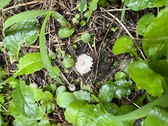 Leucocoprinus fragilissimus