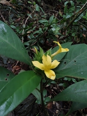 Barleria oenotheroides