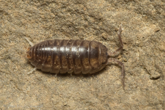 Cylisticus convexus