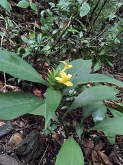 Barleria oenotheroides