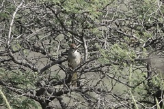 Pipilo chlorurus