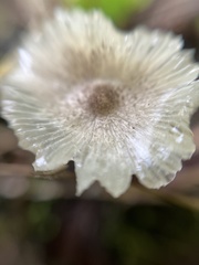 Leucocoprinus fragilissimus