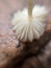 Leucocoprinus fragilissimus
