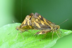 Potanthus omaha