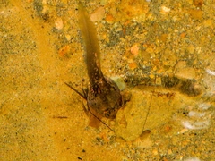 Limnonectes