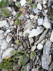 Ranunculus formosa-montanus
