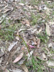 Stackhousia