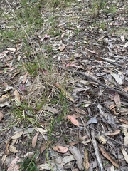 Stackhousia