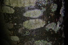 Lecanora symmicta