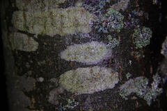 Lecanora symmicta