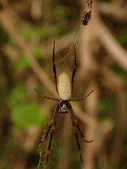 Trichonephila plumipes