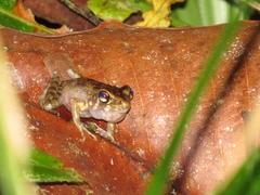 Pulchrana baramica