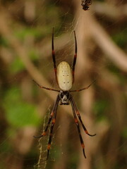 Trichonephila plumipes