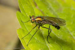 Plagioneurus univittatus