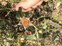 Malvastrum aurantiacum