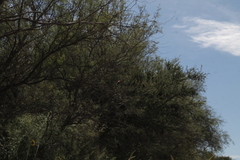 Cardinalis cardinalis