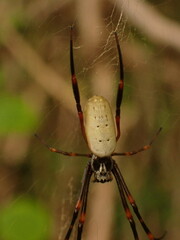 Trichonephila plumipes