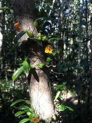 Bulbophyllum analamazoatrae image