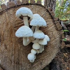 Hemipholiota populnea