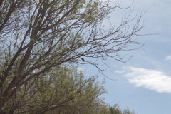Cardinalis cardinalis