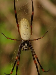 Trichonephila plumipes