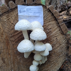 Hemipholiota populnea