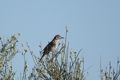 Oreoscoptes montanus