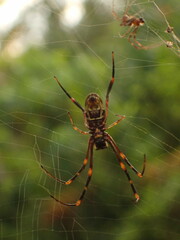 Trichonephila plumipes