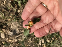 Malvastrum aurantiacum