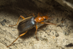 Brachinus