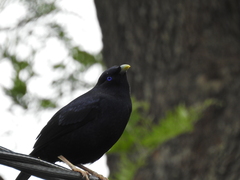 Ptilonorhynchus violaceus