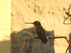 Cynanthus latirostris